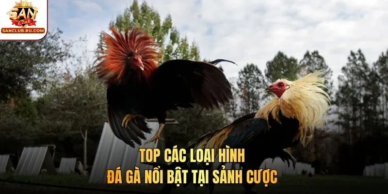 Top các loại hình đá gà nổi bật tại sảnh cược