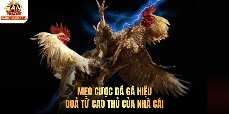 Mẹo cược đá gà hiệu quả từ cao thủ của nhà cái
