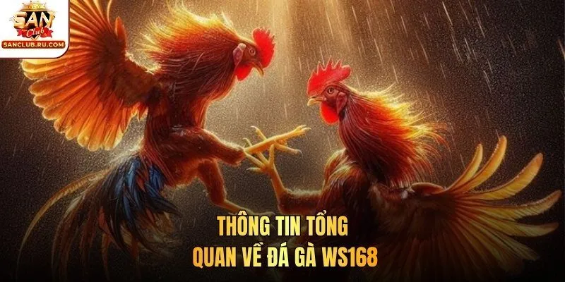 Thông tin chung về đá gà WS168