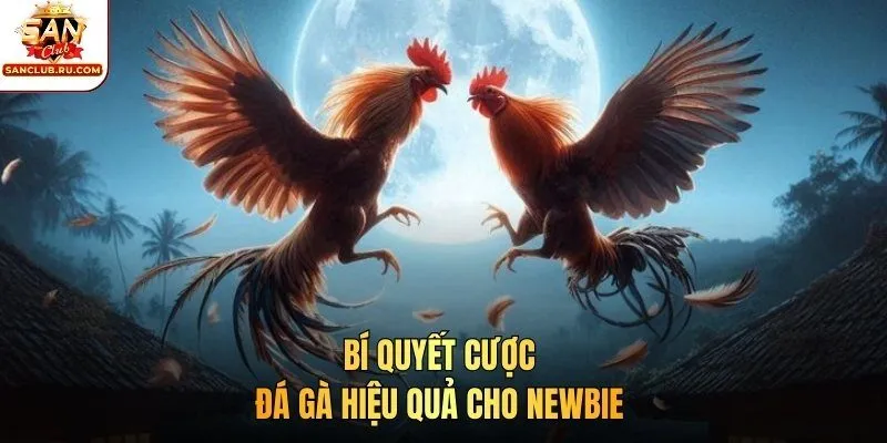 Bí quyết cược đá gà hiệu quả cho newbie 
