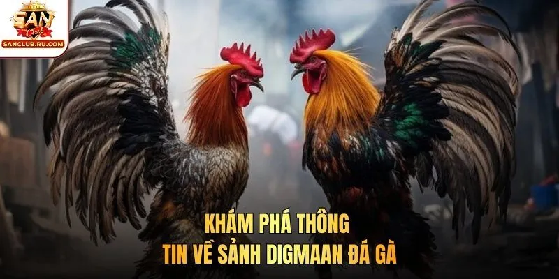 Khám phá thông tin về sảnh Digmaan đá gà